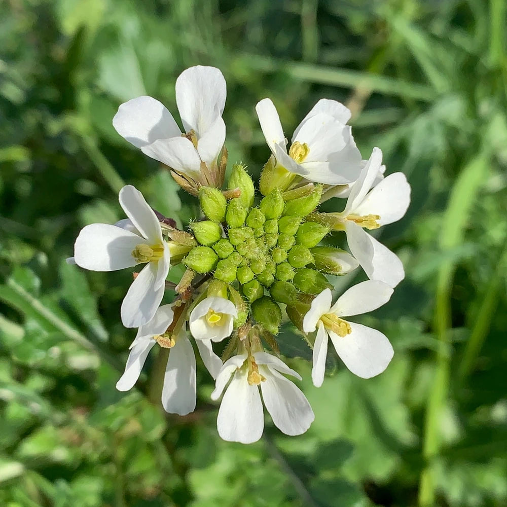 Fresh White Wasabi Leaves in Garden