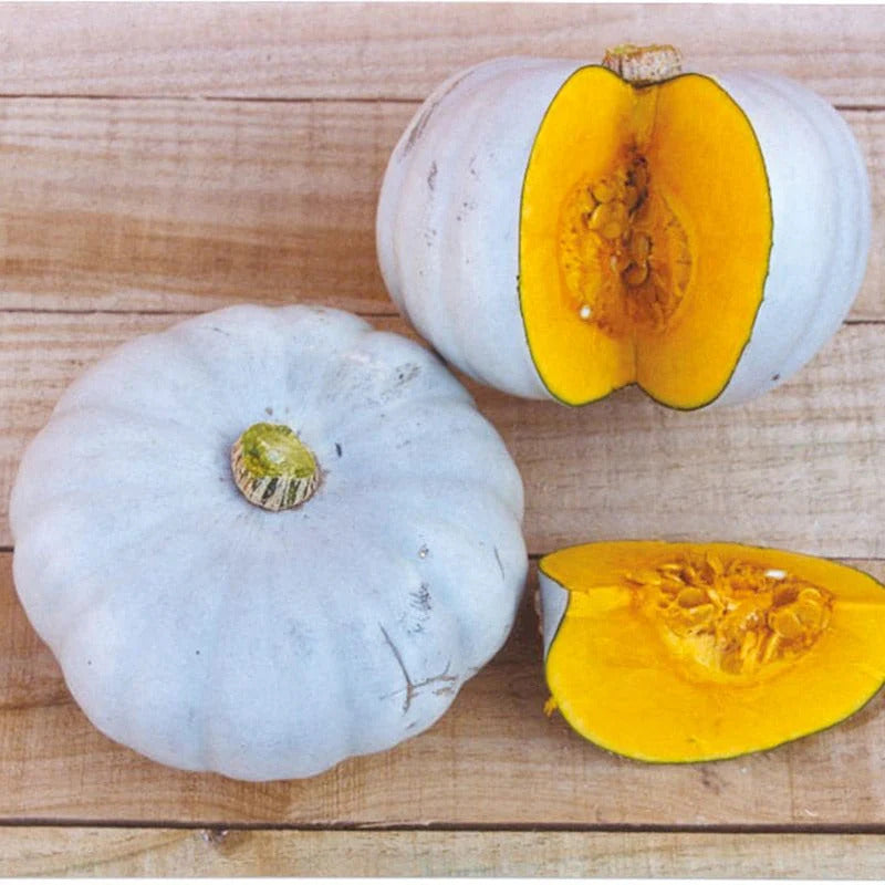 Fresh winter squash harvested from garden