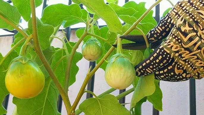Fresh yellow aubergine seeds for gardening