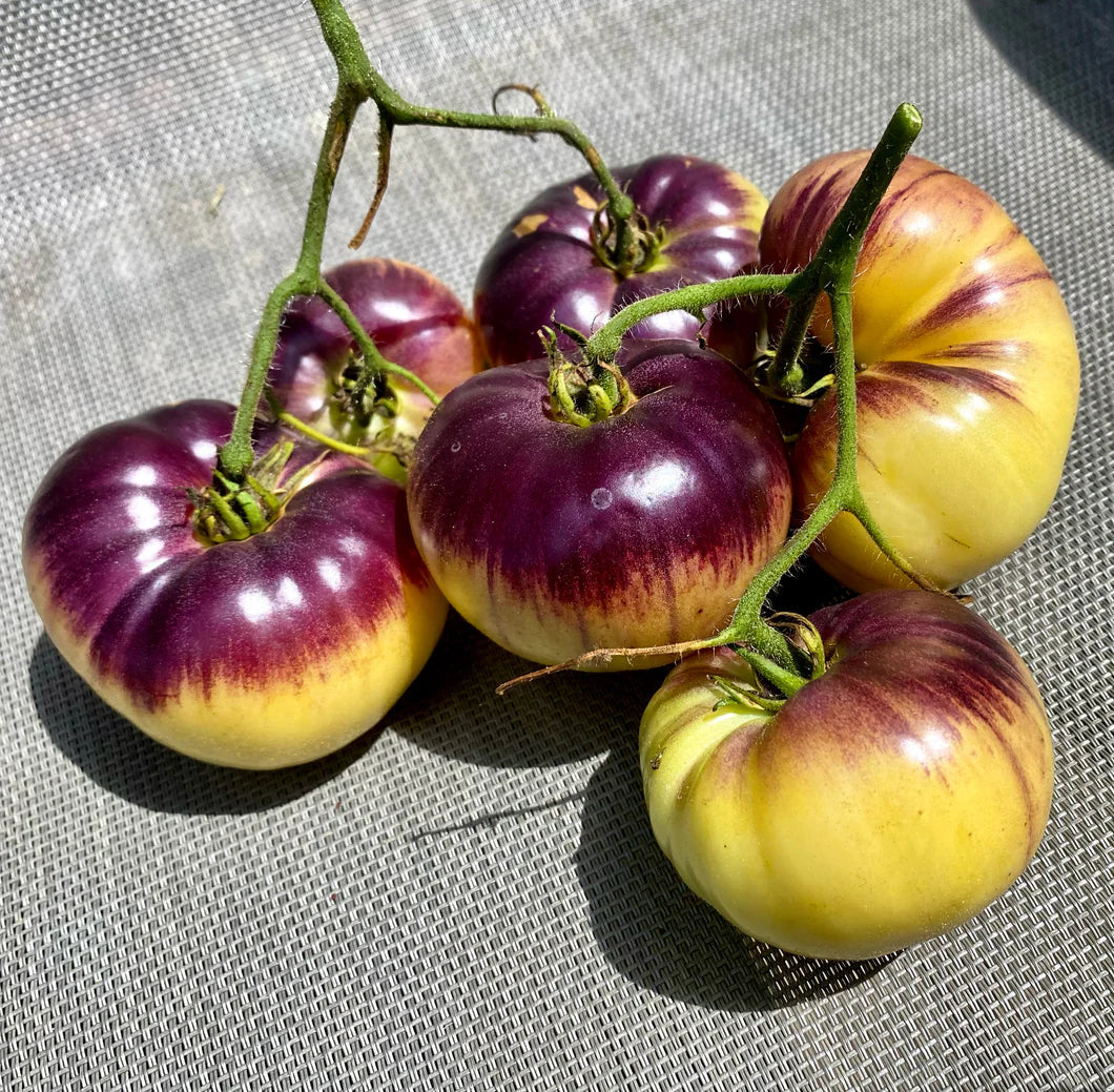 Fresh yellow and black tomatoes ready for kitchen use