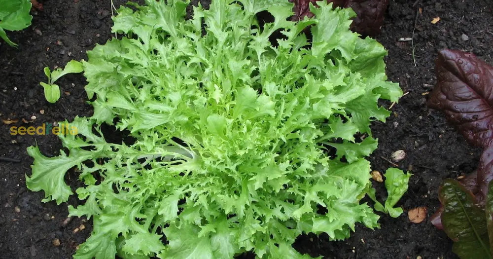 Frisée Endive Seeds for Planting – Non-GMO Leafy Green Variety