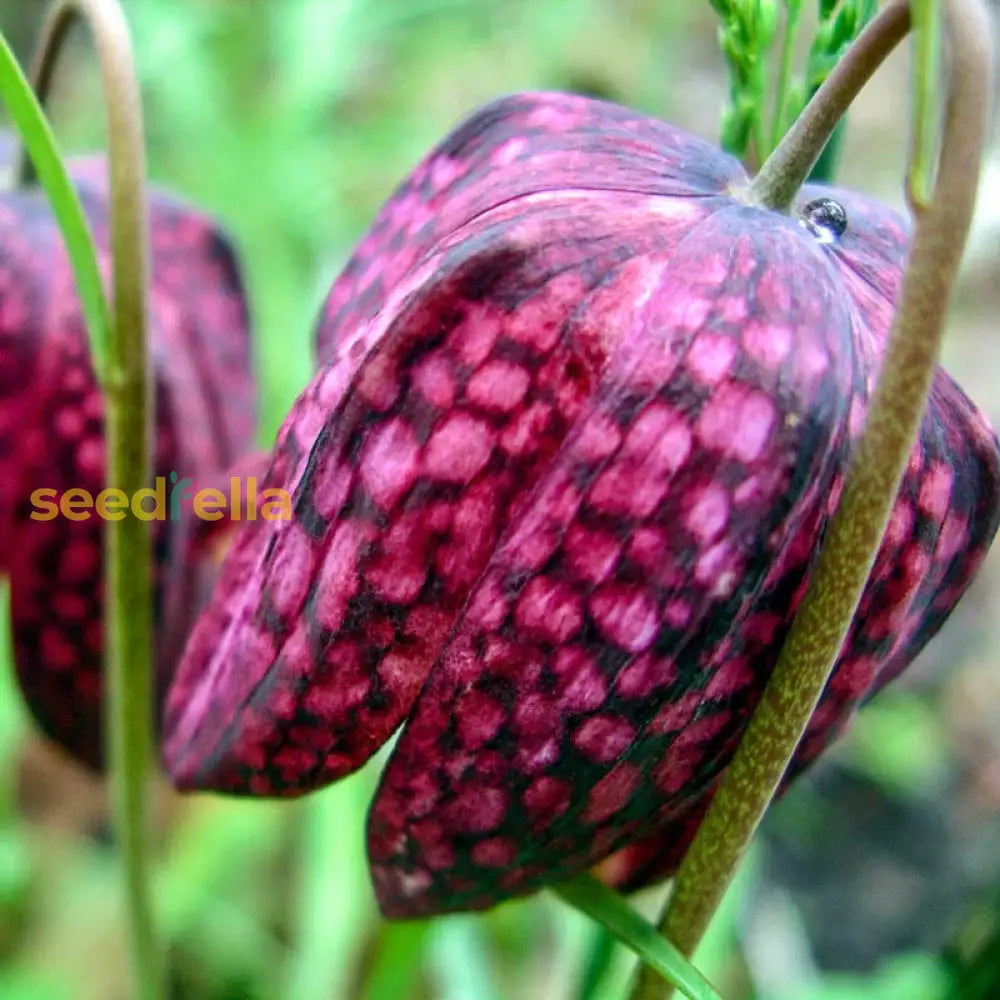 Fritillaria Flower Seeds For Planting - Unique Bell-Shaped Blooms