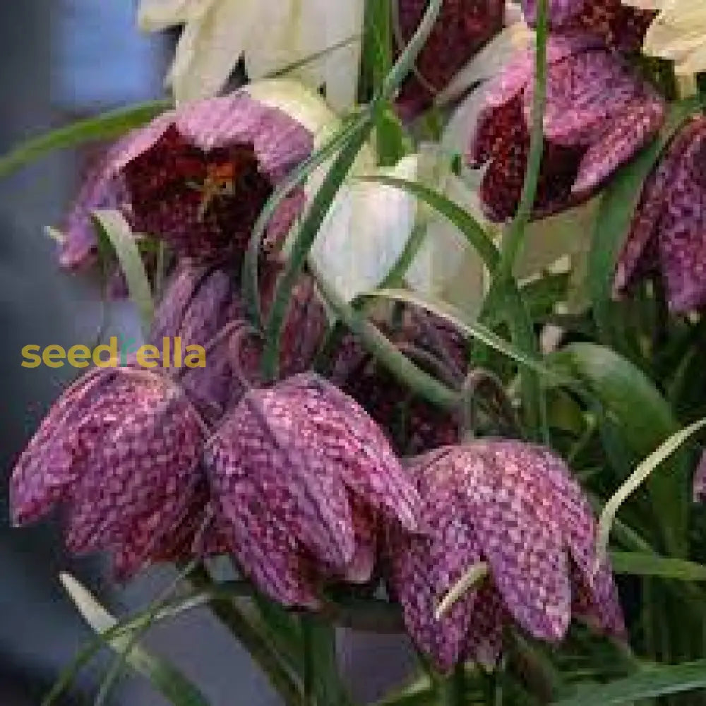 Fritillaria Flower Seeds For Planting - Unique Bell-Shaped Blooms