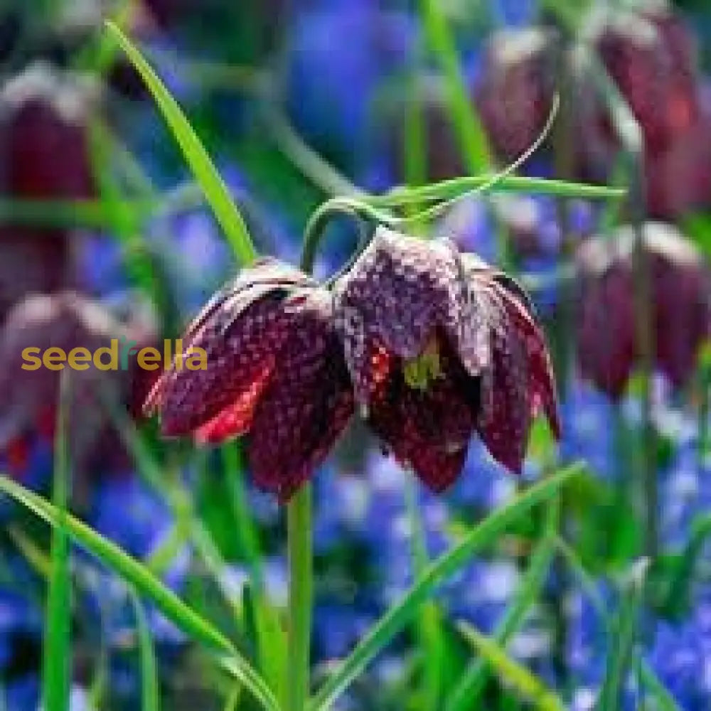 Fritillaria Flower Seeds For Planting - Unique Bell-Shaped Blooms