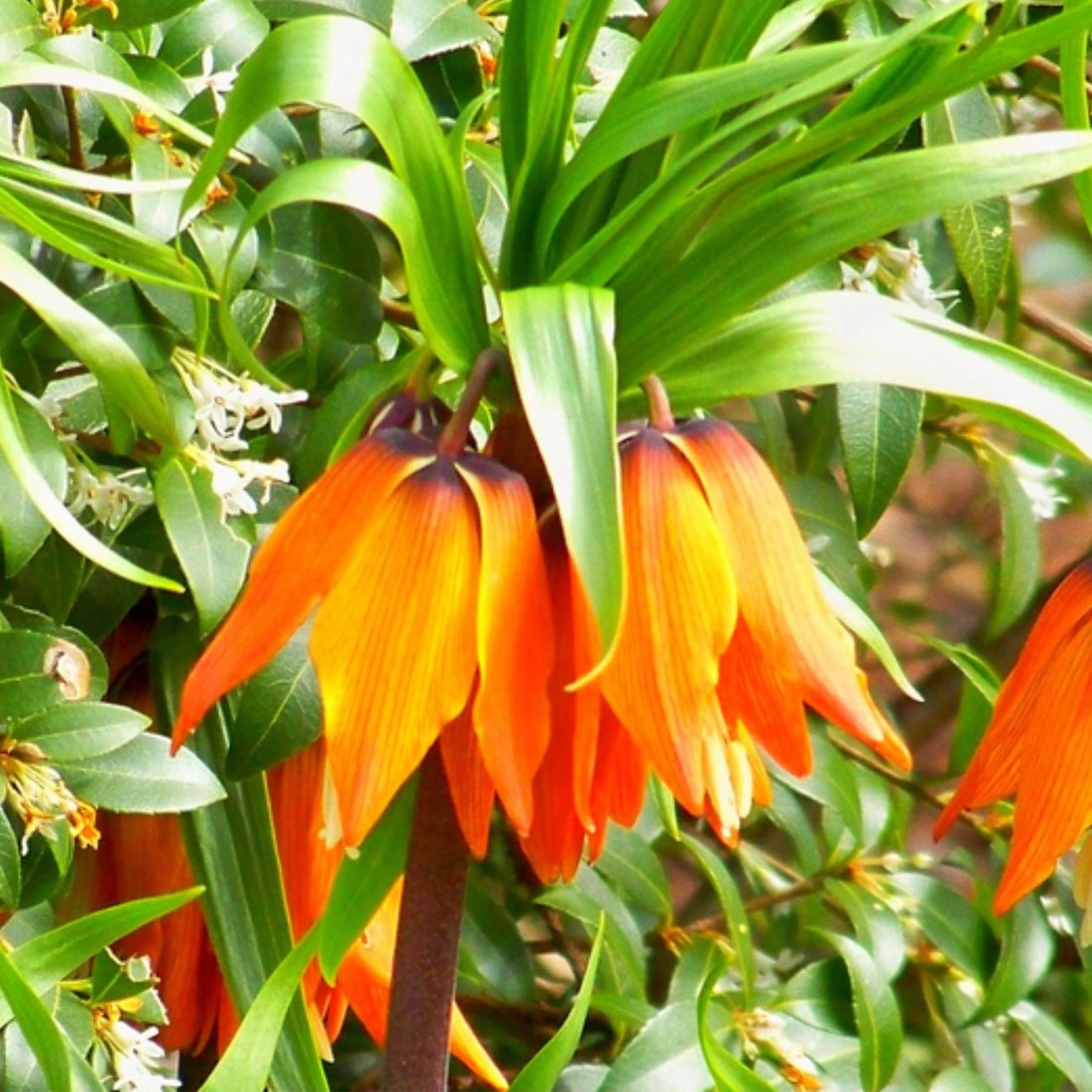 Fritillaria Imperialis Flower Seeds Orange Flower seeds for Planting - Easy to Grow, Heirloom & GMO Free Seeds for Home Garden
 
 Sale for planting in home garden
