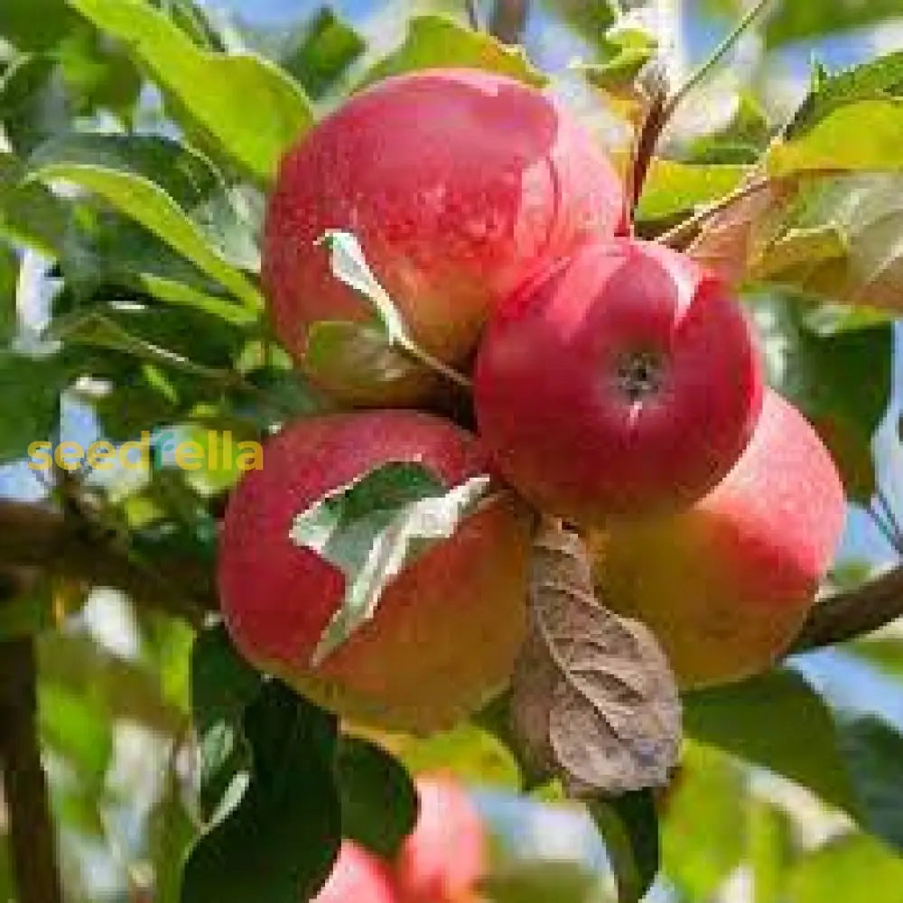 Fruit Tree Seeds Red & Green Apple for Easy Planting