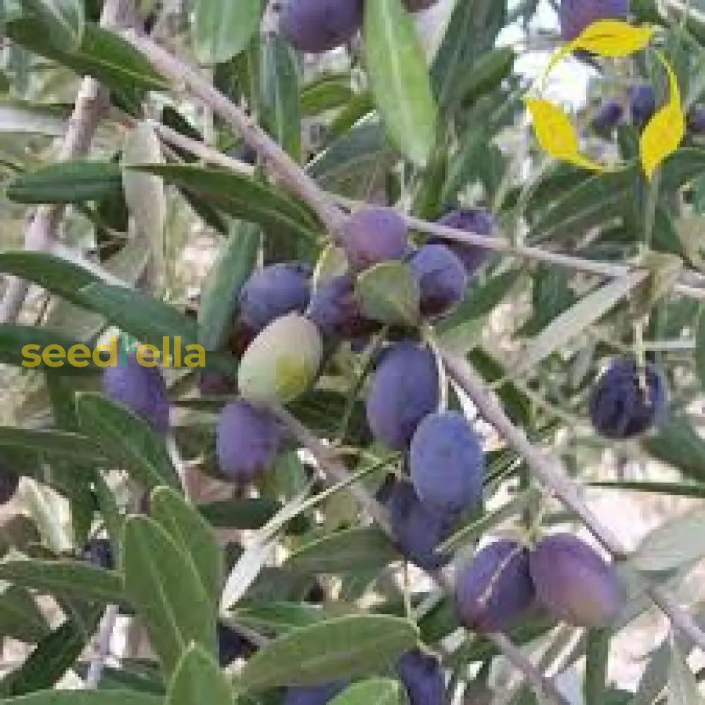 Fruit-Bearing Olive Tree Seeds for Easy Growing