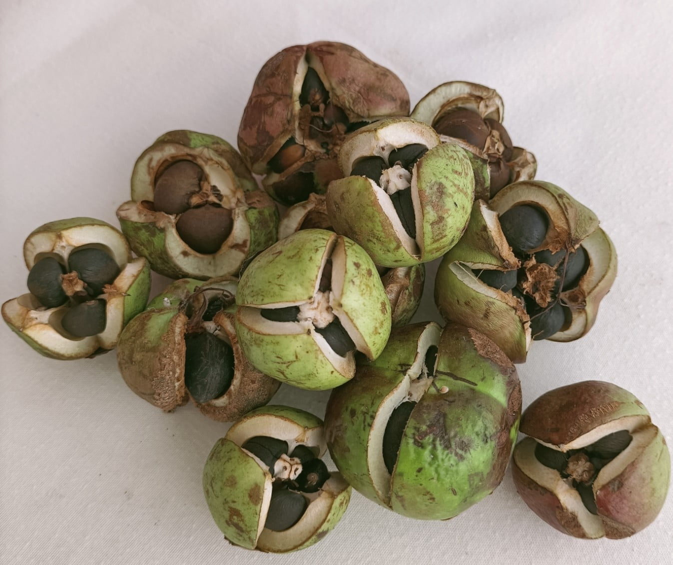 Cape Jasmine Gardenia jasminoides for planting in flower bed