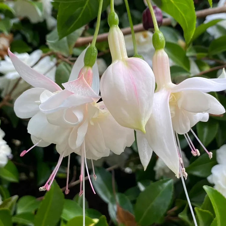 White Fuchsia growing in container