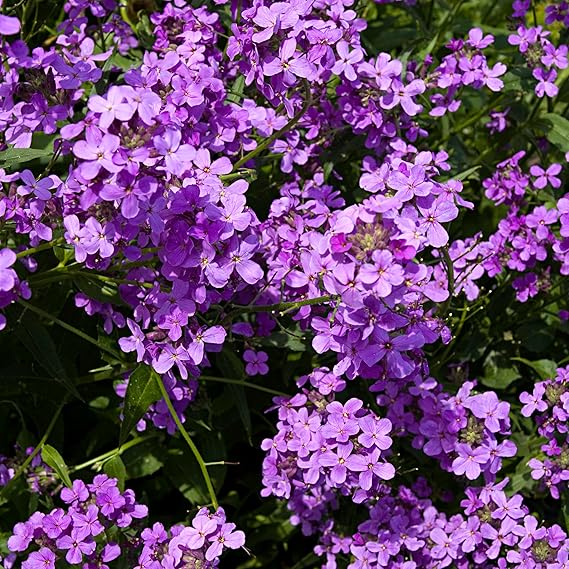 Fuchsia Dames Rocket Flower Seeds for Planting