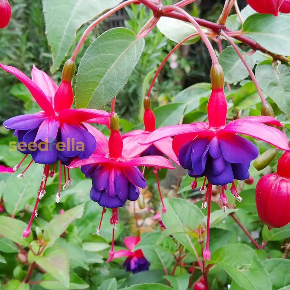 Fuchsia ’Dark Eyes’ Seeds Stunning And Vibrant Flowers Ornamental Plants Unique Flower