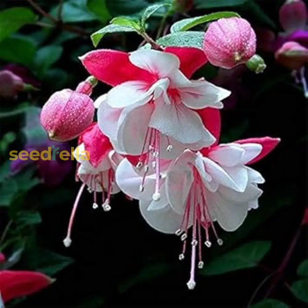 Fuchsia Flower Seeds For Planting - Beautiful White Pink Fuchsias Your Garden