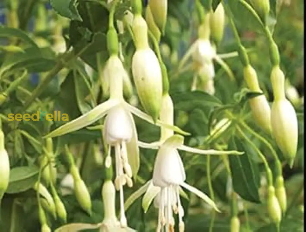 Fuchsia Flower Seeds For Planting - Green & White Variety