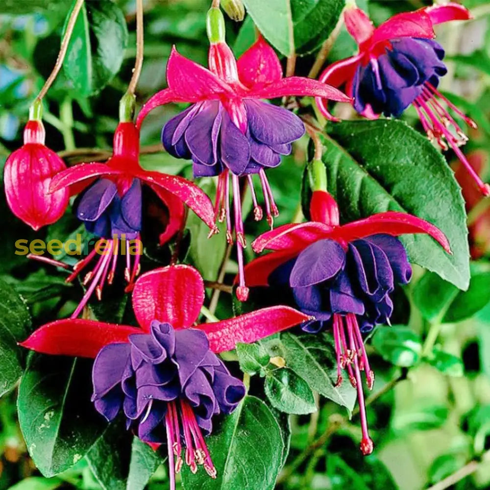 Fuchsia Flower Seeds For Planting - Stunning Purple-Red Blooms Diverse Settings