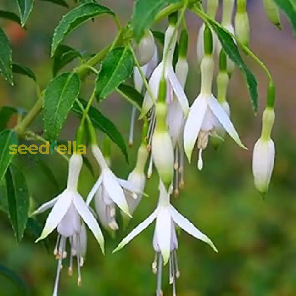 Fuchsia Flower Seeds For Planting - White Variety