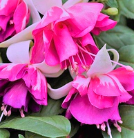 Dark Pink Fuchsia Flower Seeds For Striking Garden Planting