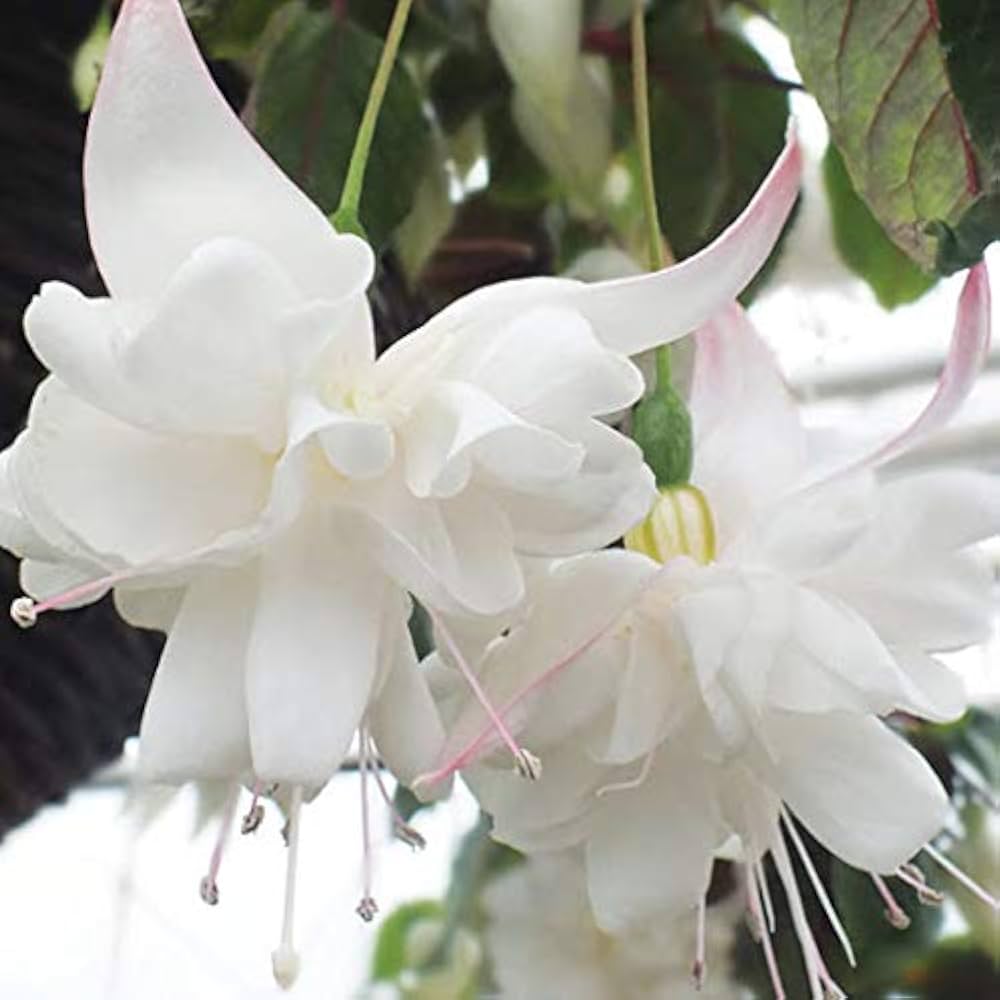 White Fuchsia planted along garden border