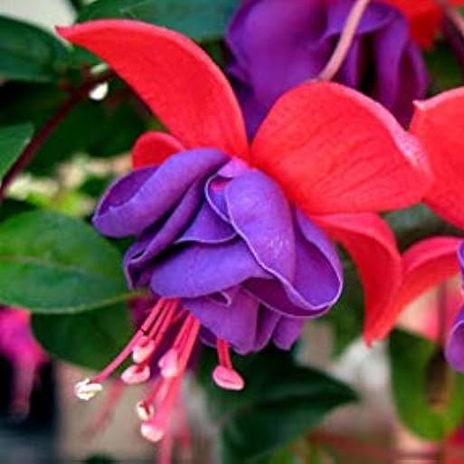 Fuchsia plants adding color to shaded garden landscapes