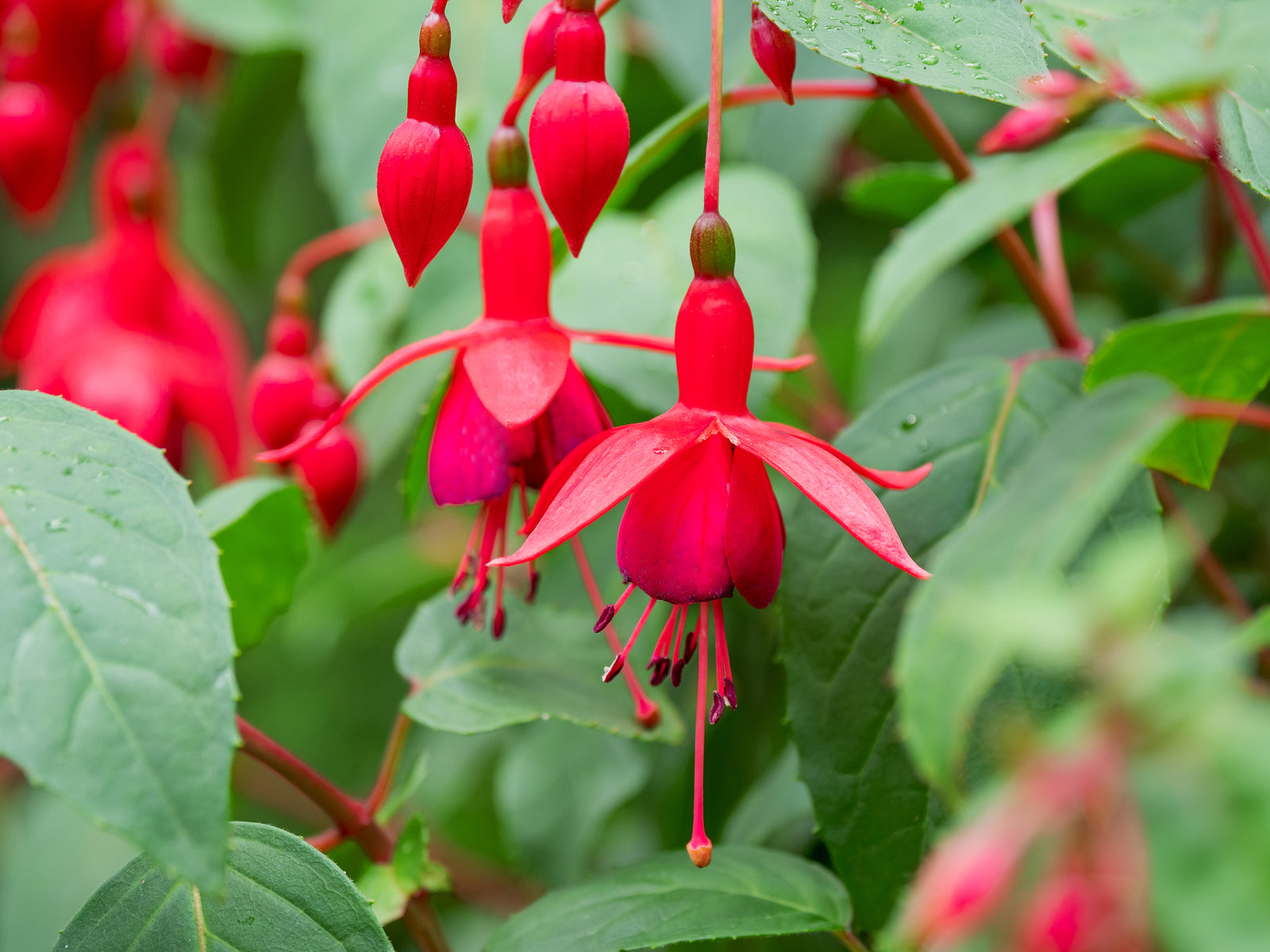 Red Fuchsia flowers in hanging baskets