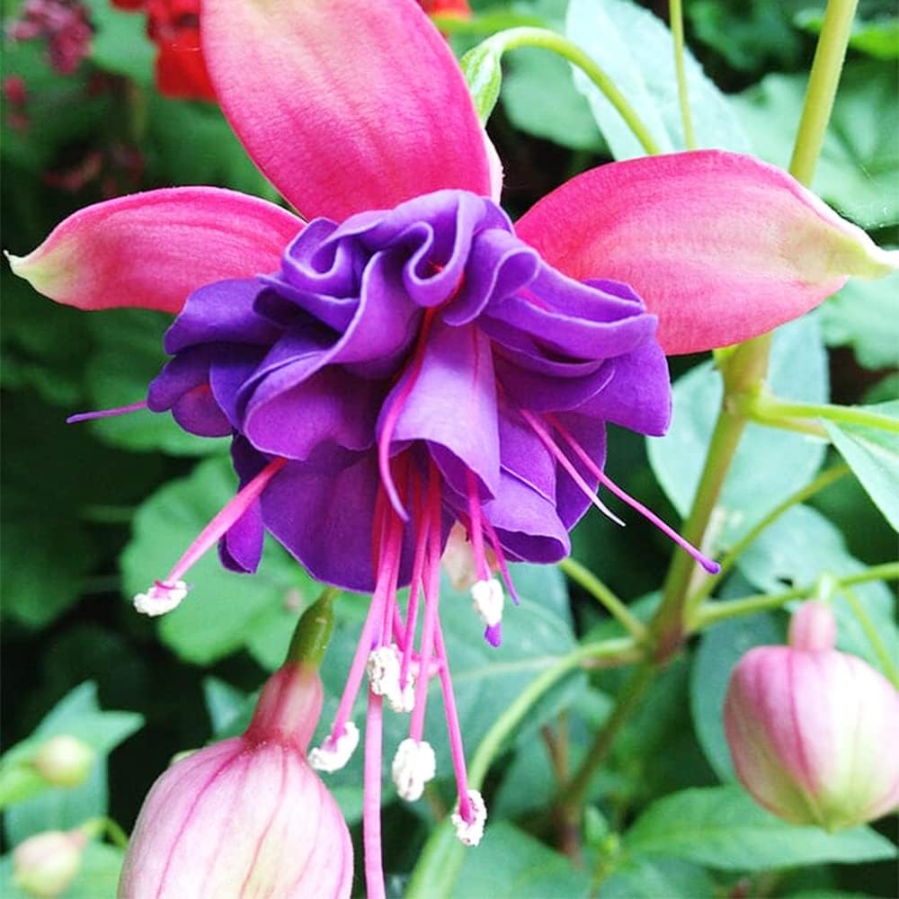 Close-up of light violet Fuchsia double blooms