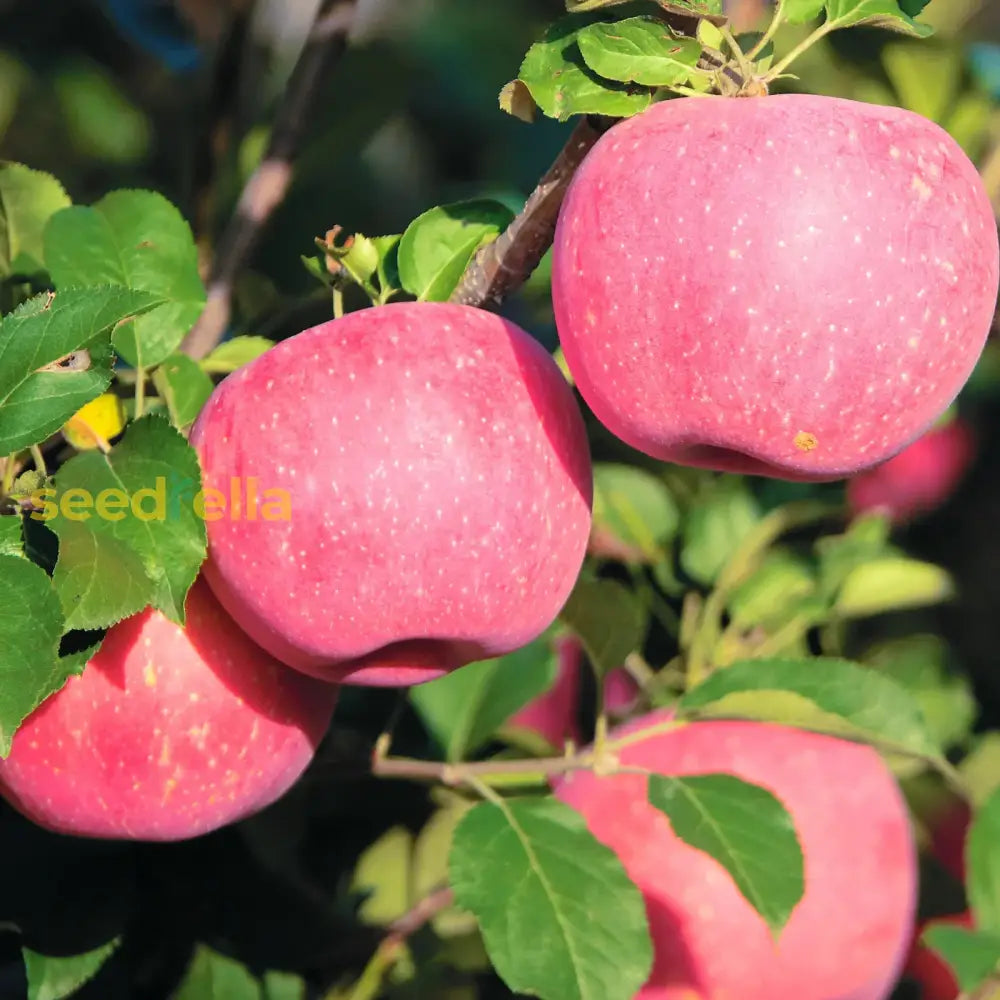 Fuji Apple Seeds For Planting  Grow Sweet Juicy Apples At Home Fruit