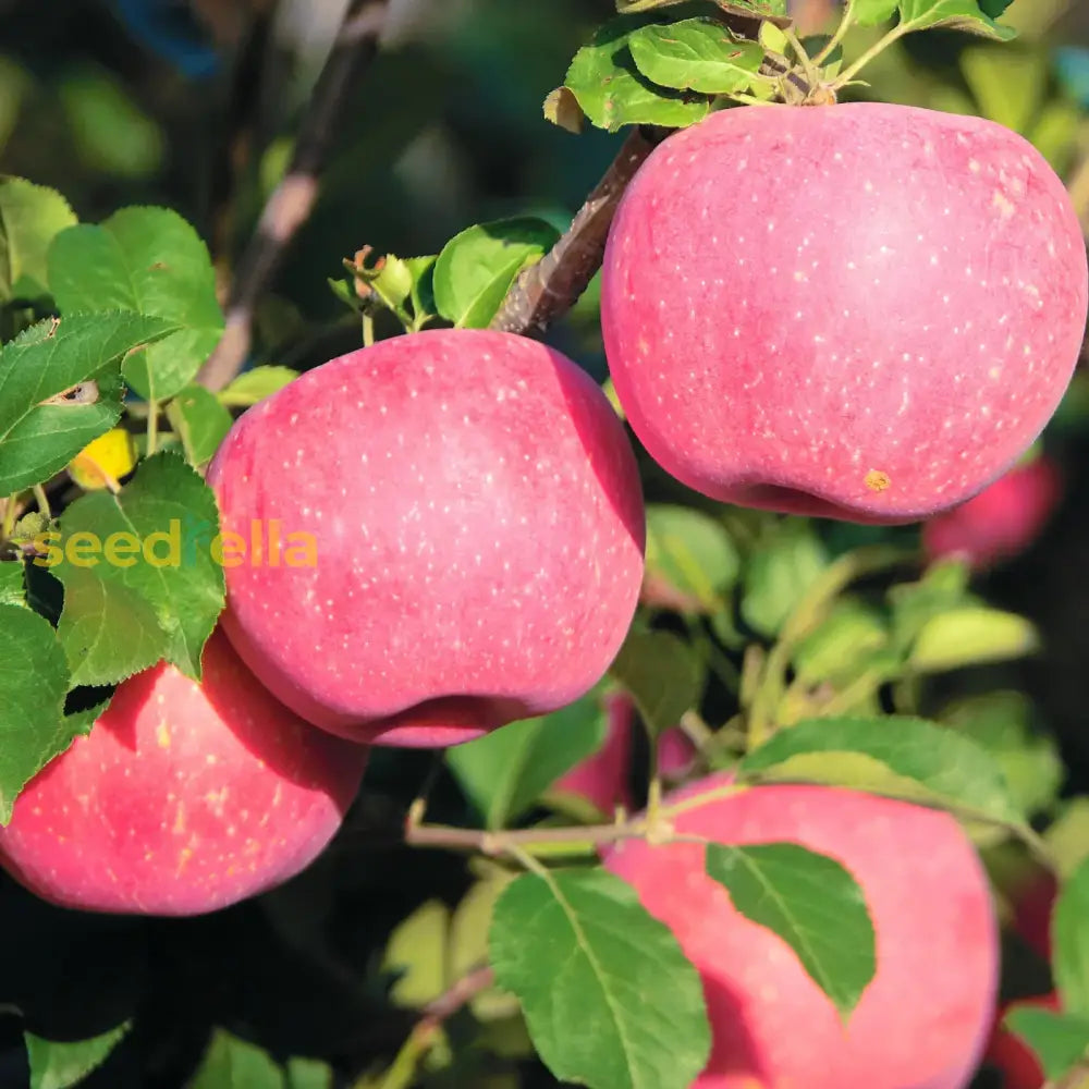 Fuji Apple Seeds for Planting Non-GMO Variety