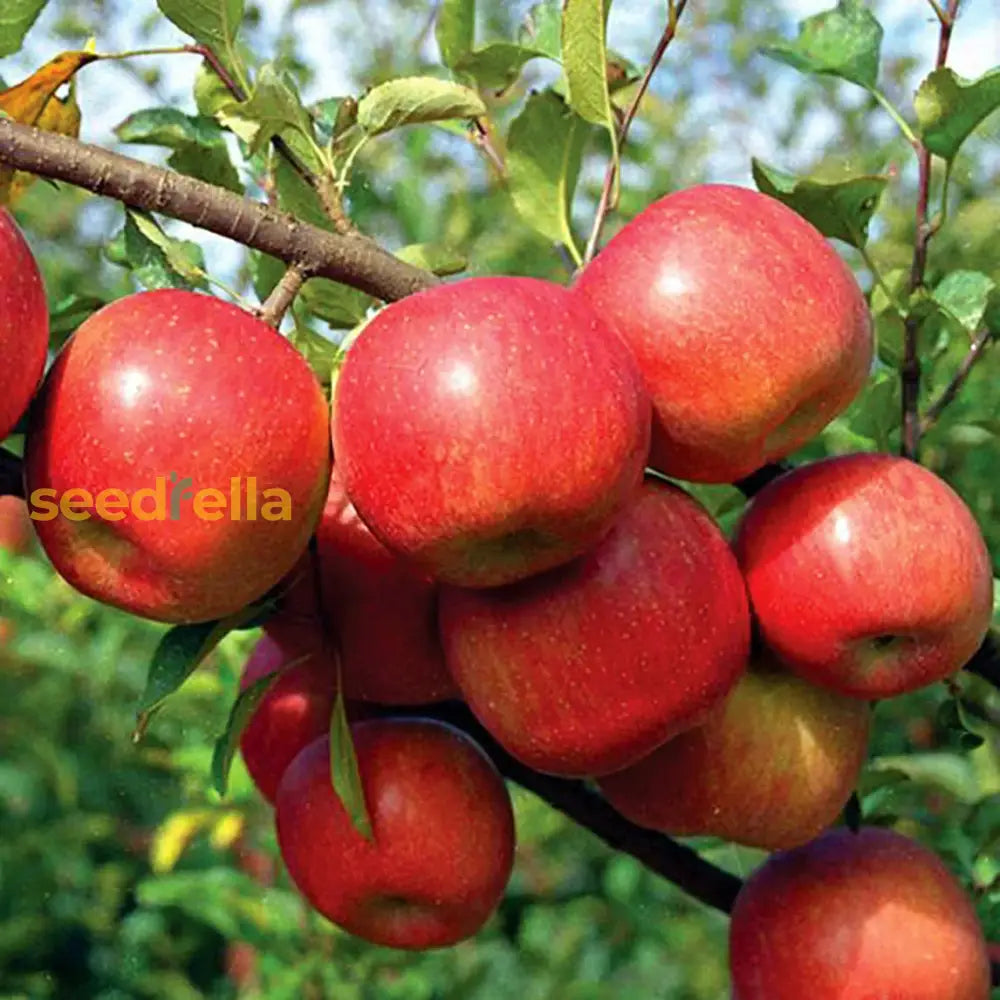 Fuji Apple Tree with Ripe Red Apples