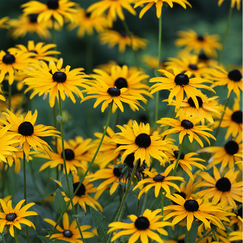 Close-Up of Yellow Fulgida Blooms