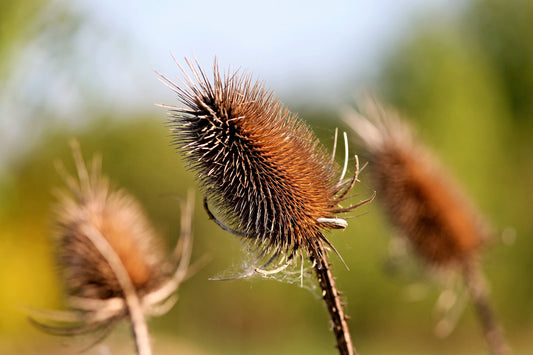 Packet of Fuller's Teasel herb seeds for planting