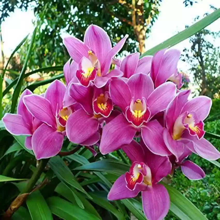 Pink Cymbidium Orchid Flower seeds for Planting - Drought Tolerant, Heirloom & GMO Free Seeds for Home Garden
 
 Sale seeds for home garden