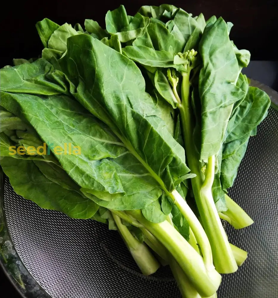 Gailan seeds Chinese broccoli