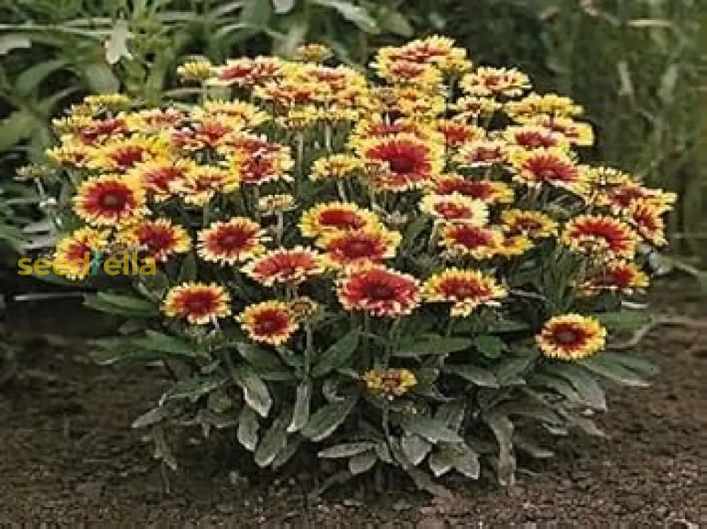 Gaillardia Flower Seeds For Planting | Mixed Varieties