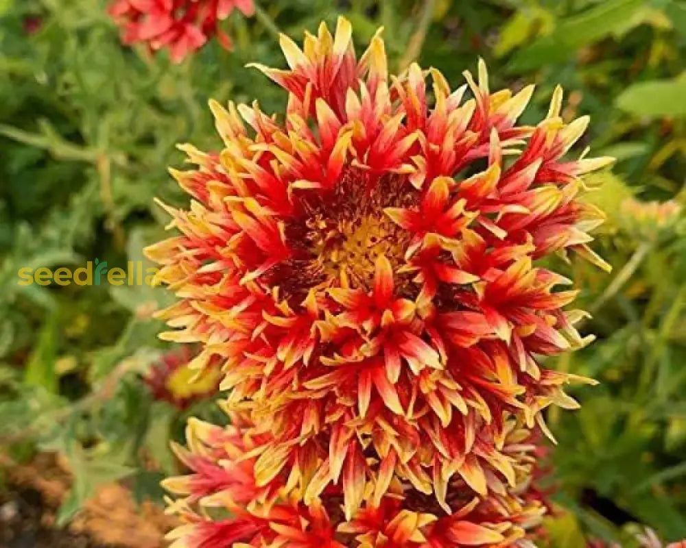 Gaillardia Flower Seeds For Planting | Mixed Varieties