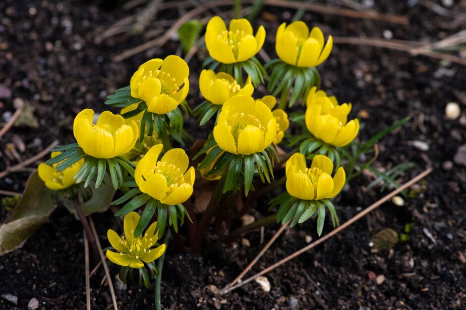 Gaillardia Hyemalis blooms grown from high-quality seeds