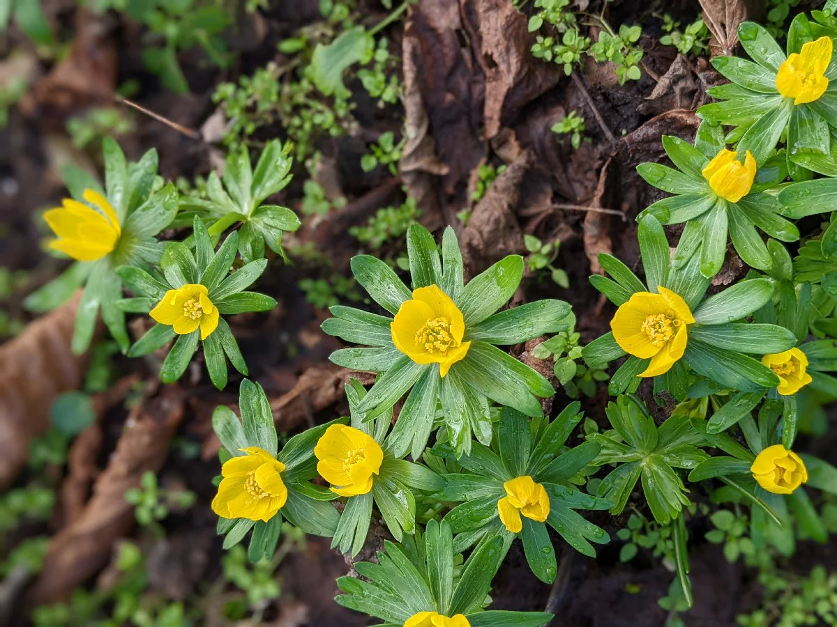Non-GMO Gaillardia Hyemalis flower seeds for easy growth