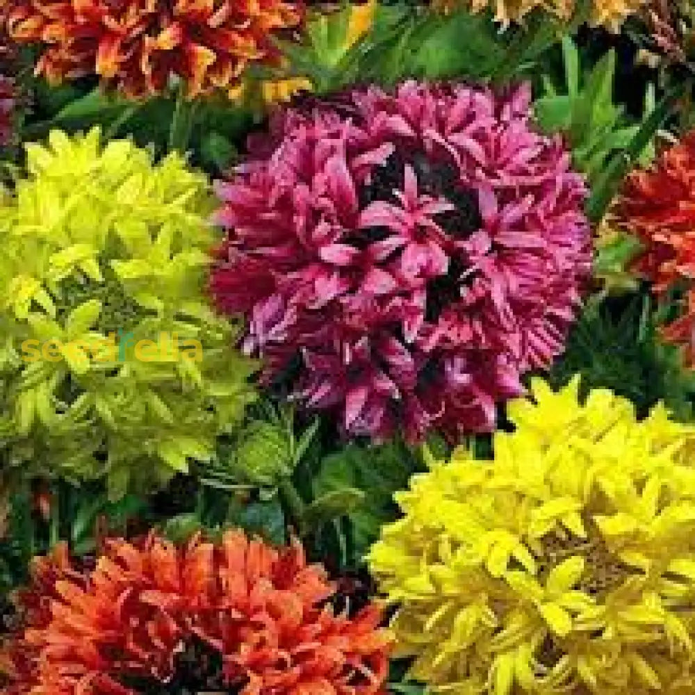 Gaillardia Lorenzania Mixed Flower Planting Seeds