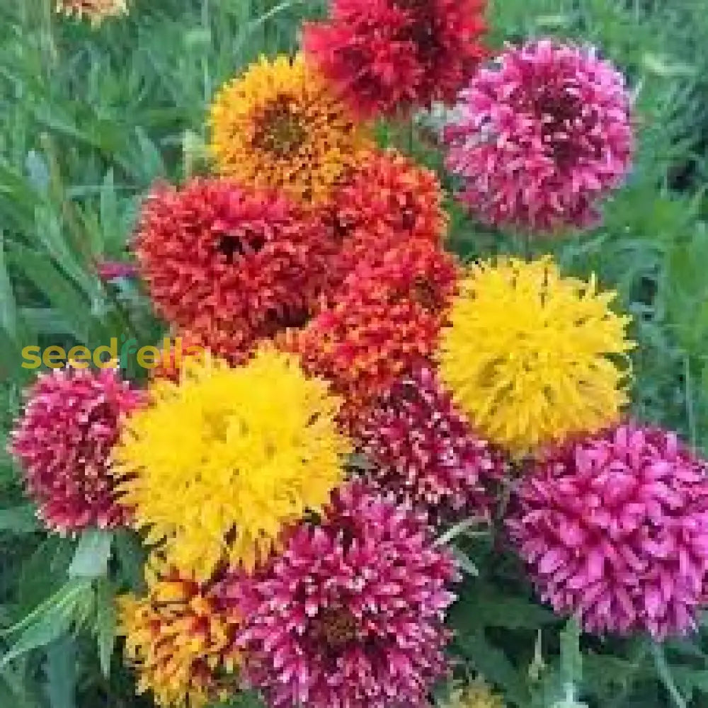 Gaillardia Lorenzania Mixed Flower Planting Seeds