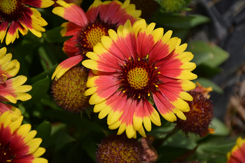 Gaillardia seeds planting and growing guide