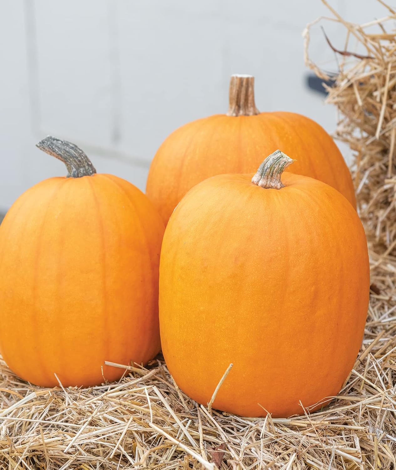 Gaillardia seeds large pumpkin Cucurbita pepo variety non GMO garden planting