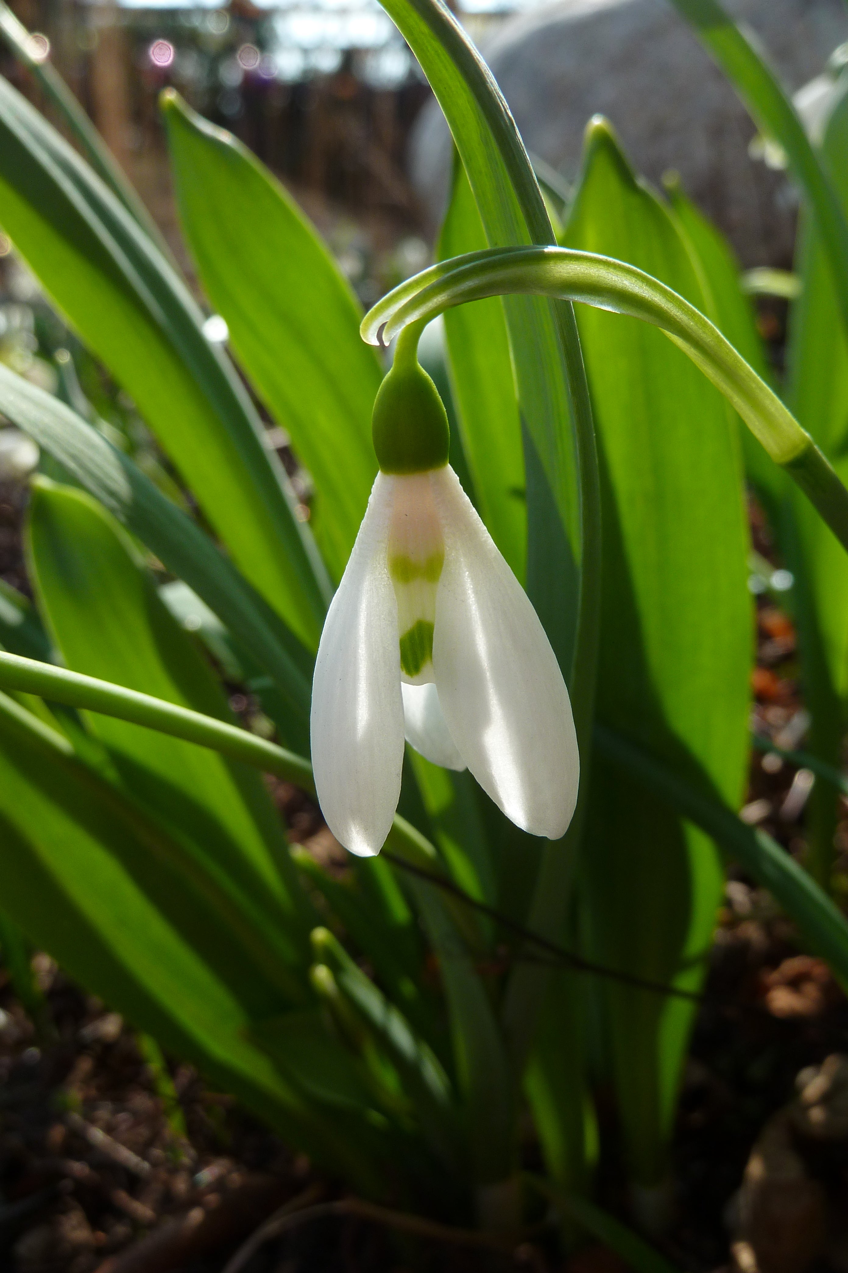 Galanthus Flower Seeds – Delicate White Garden Blooms