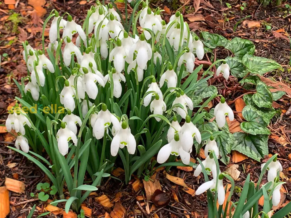 Galanthus Seeds For Planting | Delicate White Flower Blooms