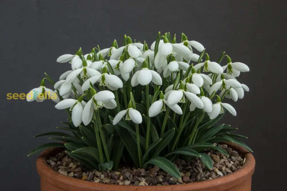 Galanthus Seeds For Planting | Delicate White Flower Blooms