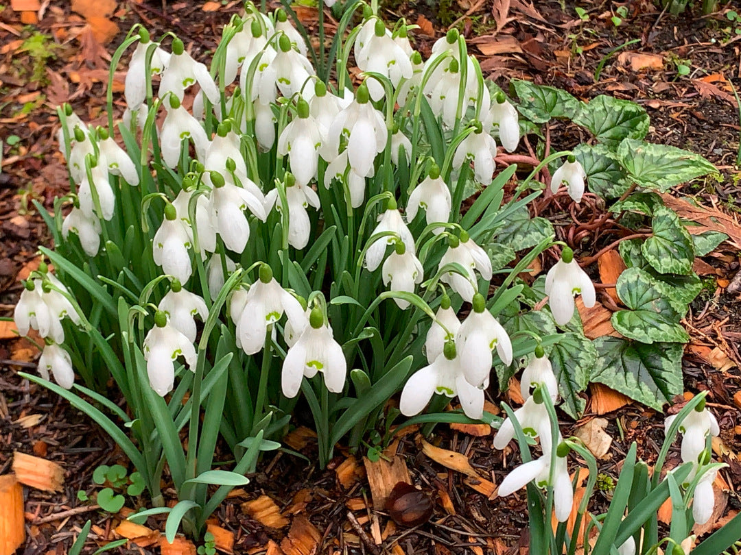 Galanthus Seeds for Planting – Snowdrop White Flower Blooms