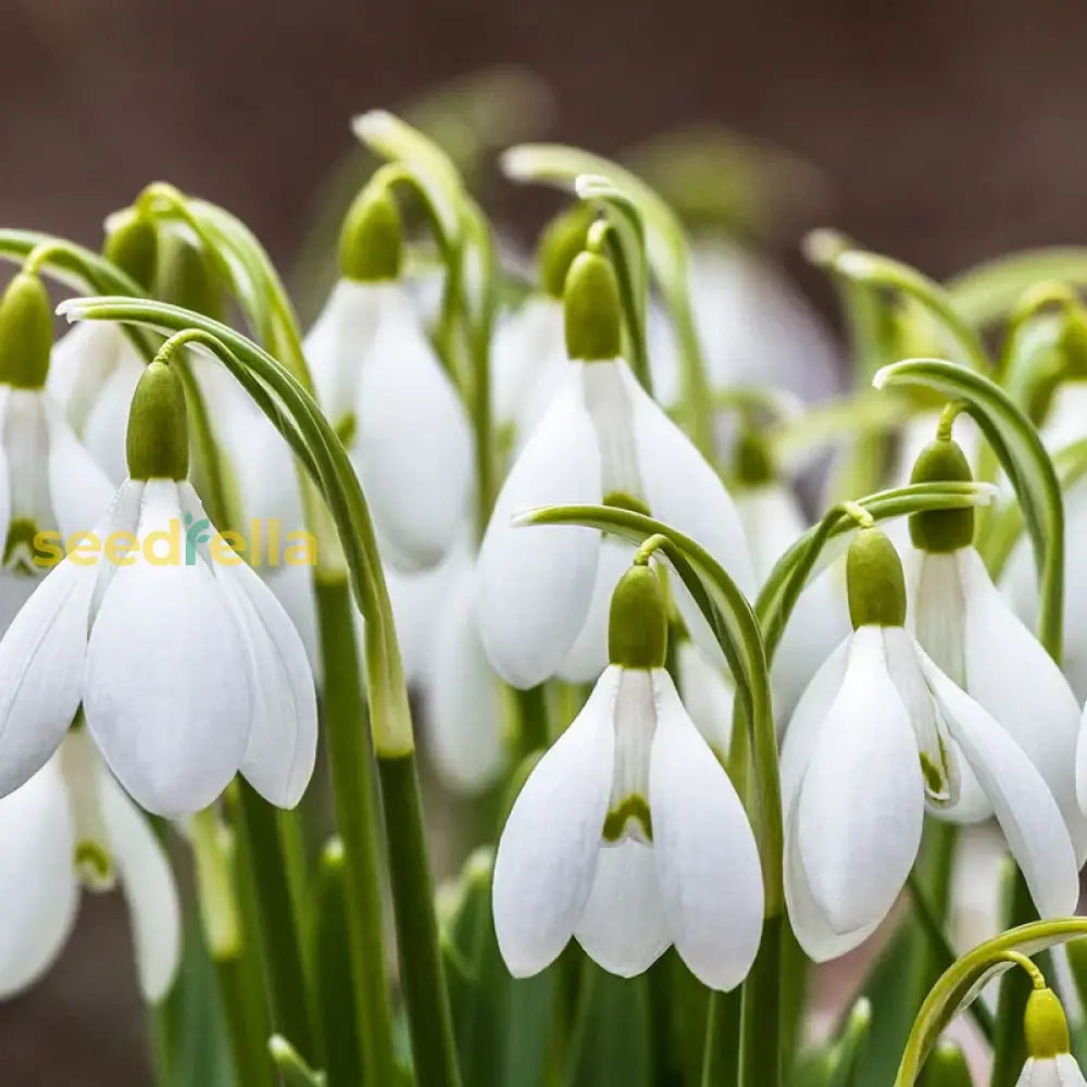 Galanthus Snowdrop Seeds For Planting - Early Spring Blooms Flower