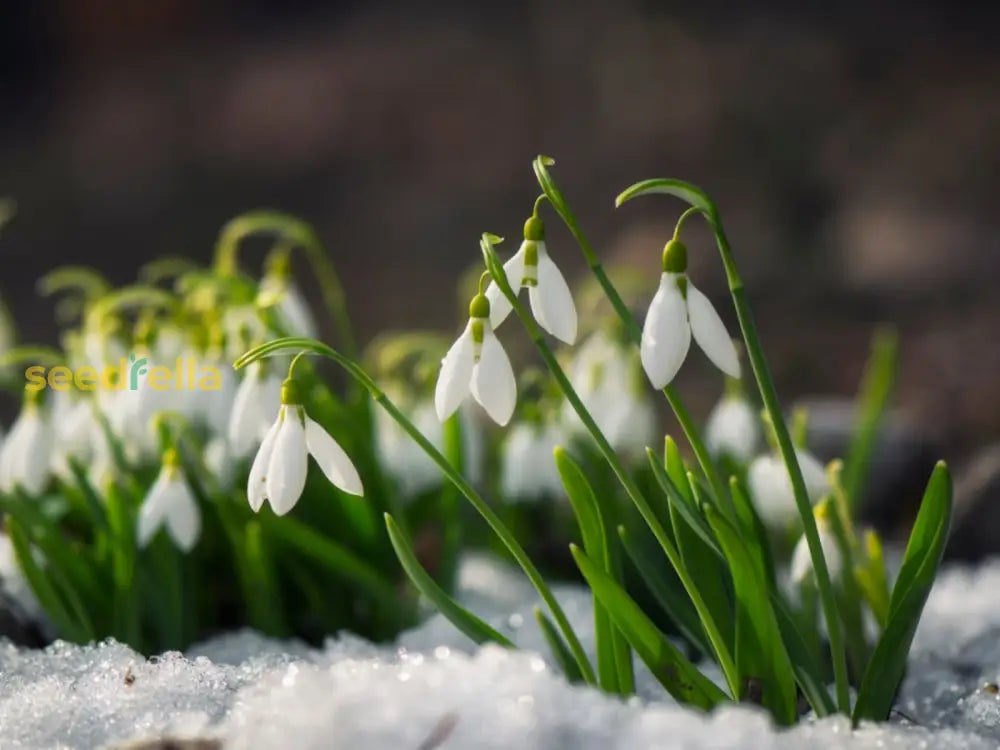 Galanthus Snowdrop Seeds For Planting - Early Spring Blooms Flower