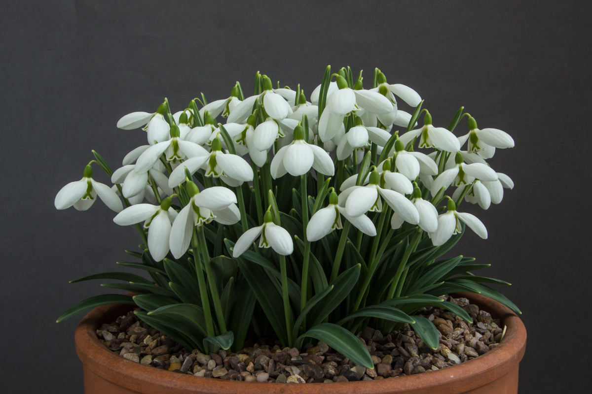 Galanthus White Flowers – Early Spring Blooming Seeds
