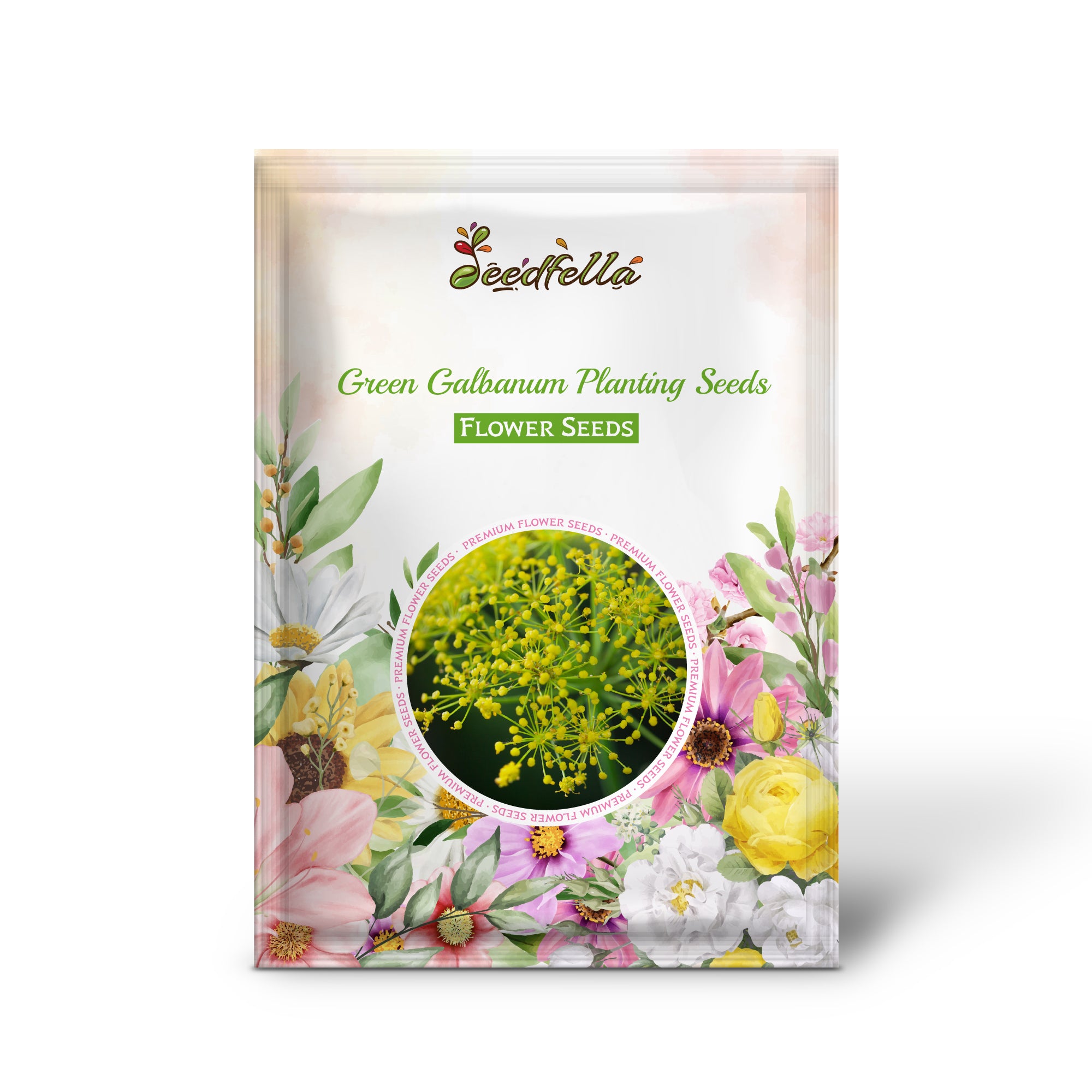 Green Galbanum seeds germinating seedlings