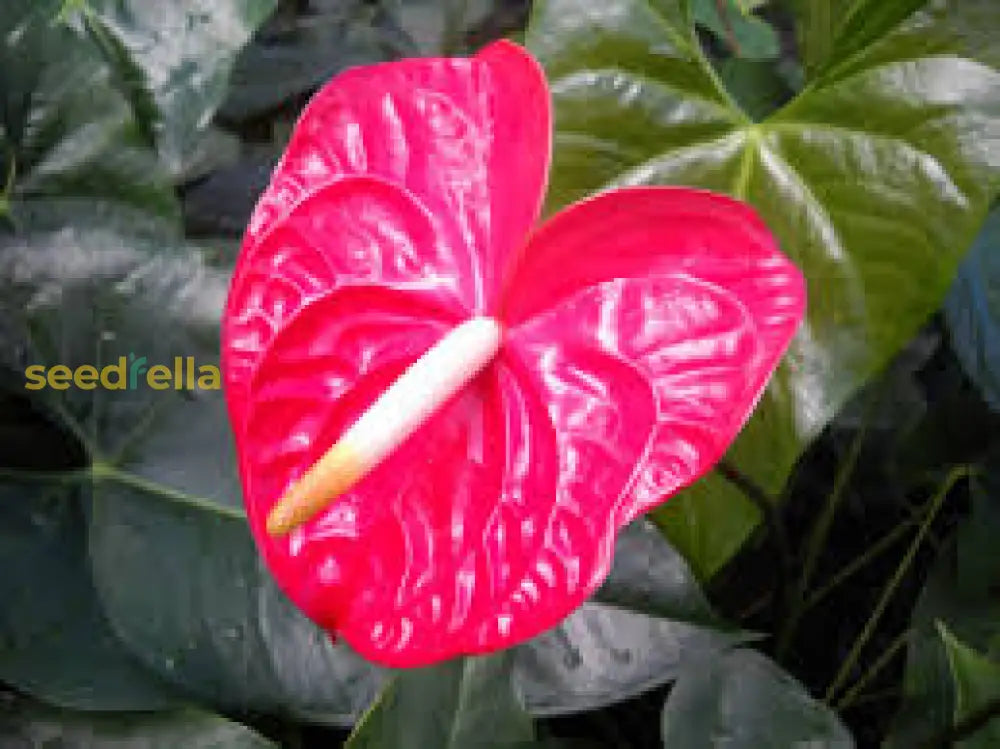Anthurium Andraeanu Flowers in Garden