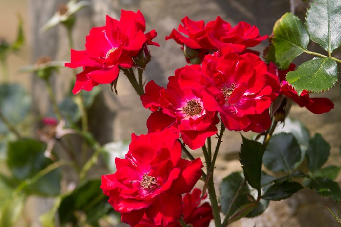 Red Climbing Roses on Garden Arch