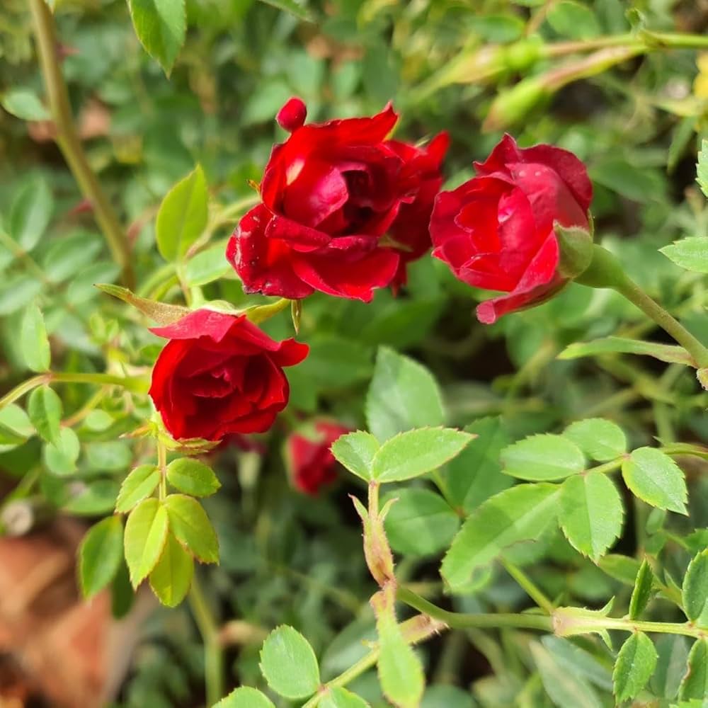 Climbing Roses on Garden Arch